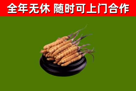 张家口回收冬虫夏草